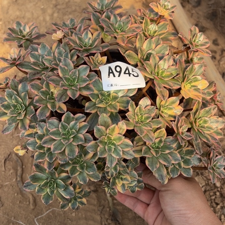 甜茶多肉植物945.