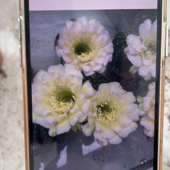 花***饰露露金刚绿带白6公分左右