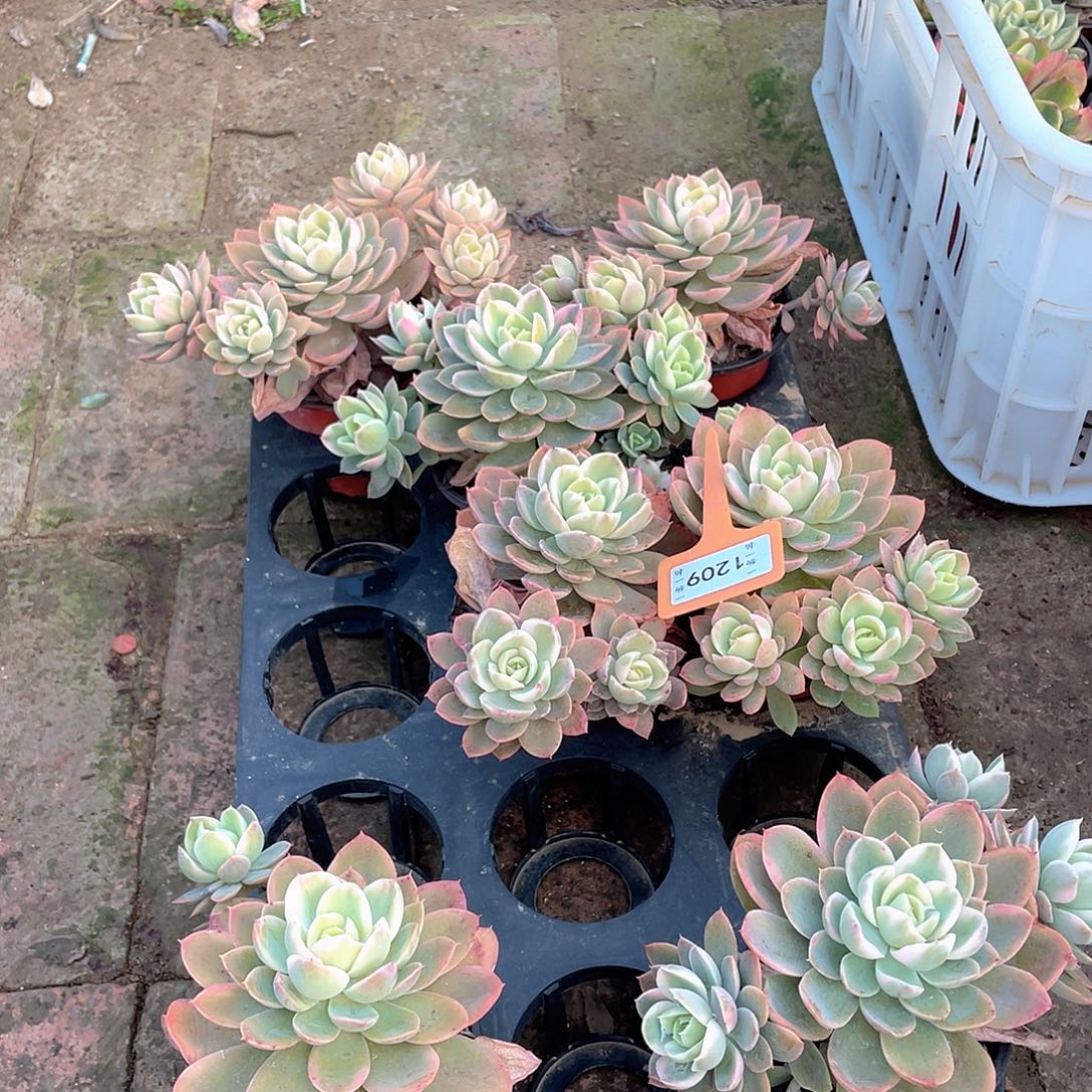 天***情1209七个一组多肉