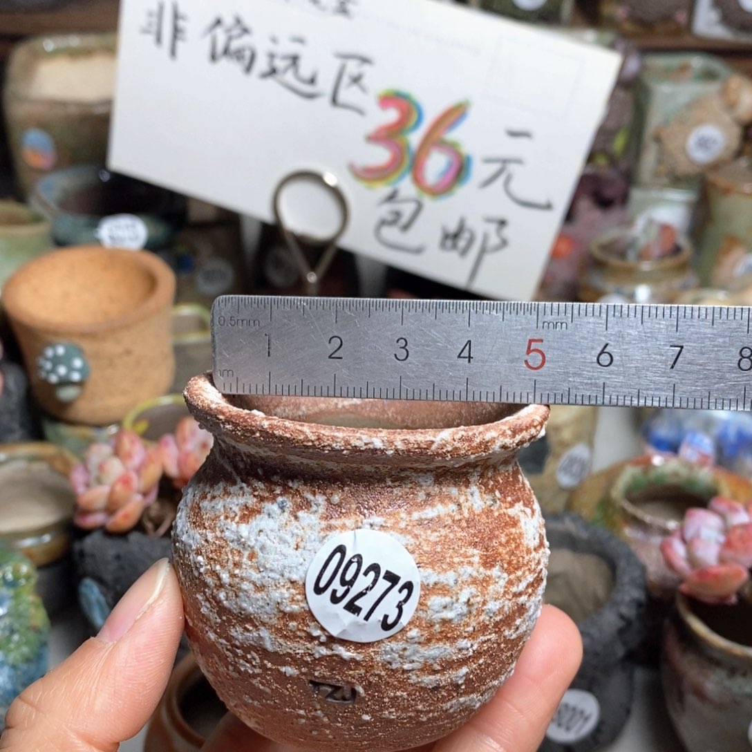 花盆拍5送一个小礼物