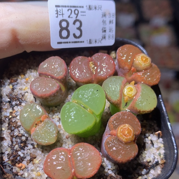 精品生石花29.83