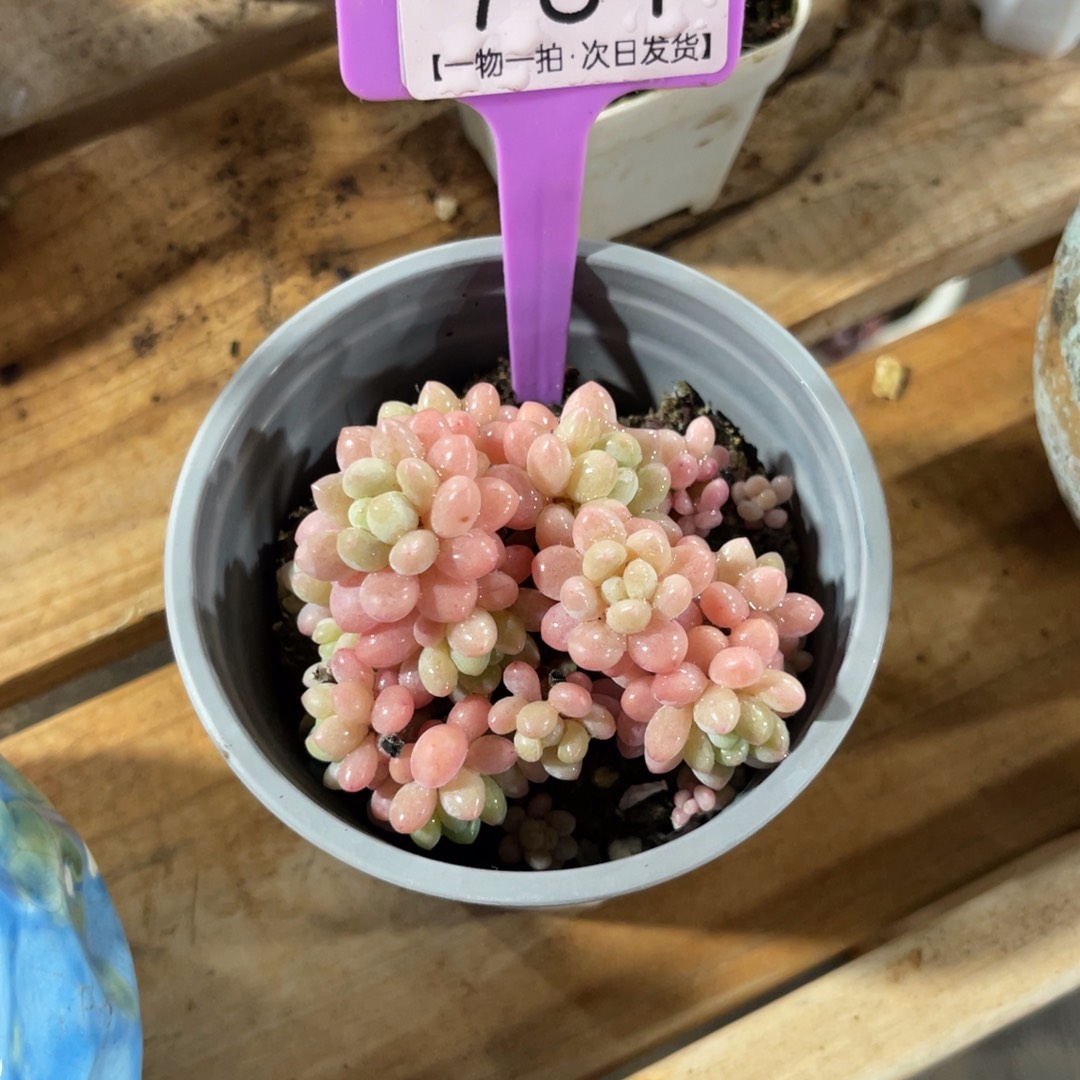 云尘多肉一物一拍781