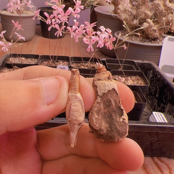 新货肾叶洋葵，一个小的一个瑕疵