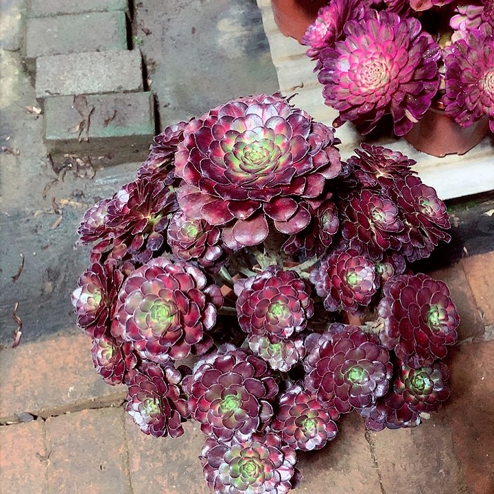 晚霞的，多肉植物