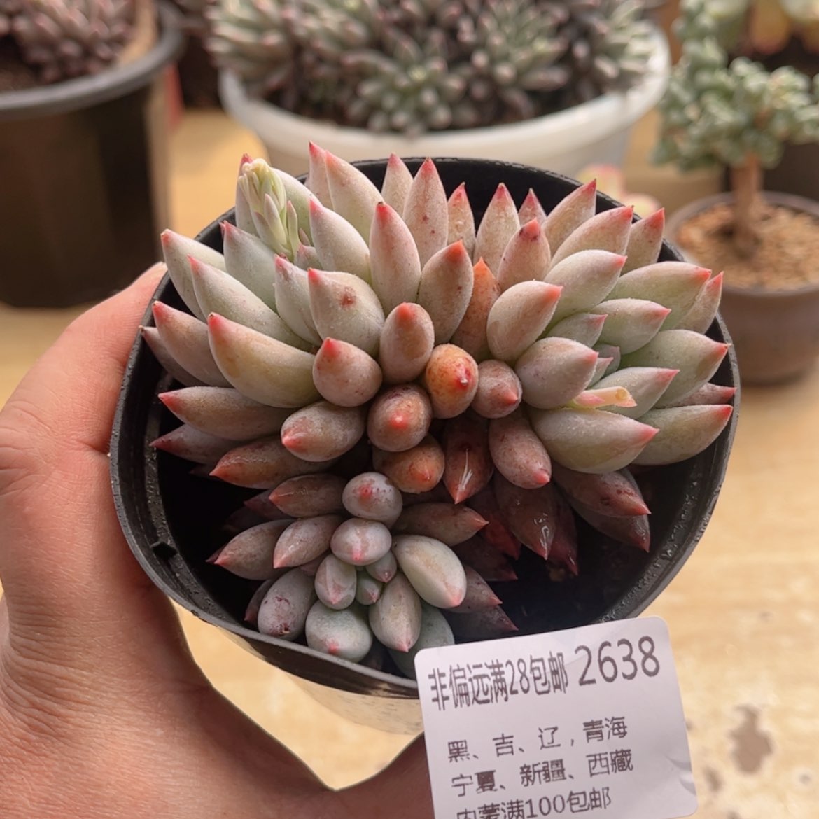 【闪购商品】2638所罗门多肉