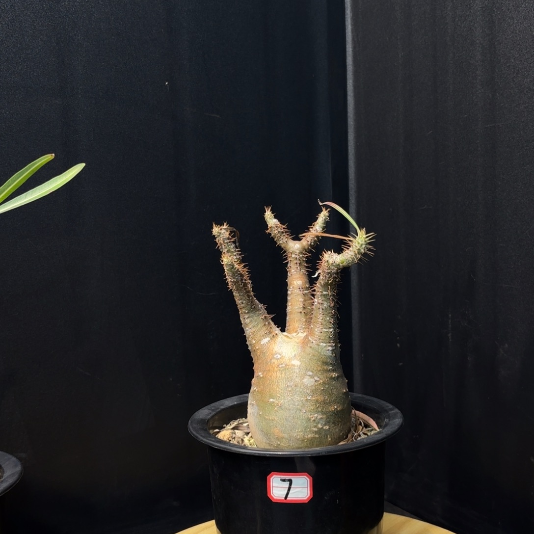 象牙宫熟桩带盆土