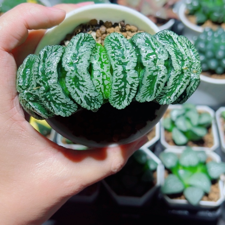 母本玄武玉扇多肉植物