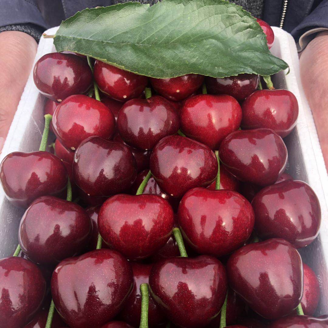【顺丰次日达】山东美早大樱桃脆甜5斤新鲜采摘越大越好吃国产车厘子J酸甜可口美早樱桃