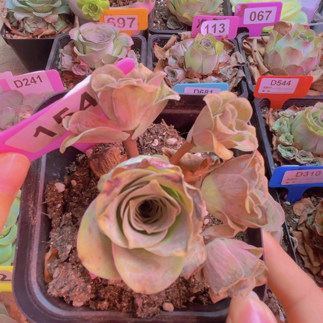 154山地玫瑰粉红