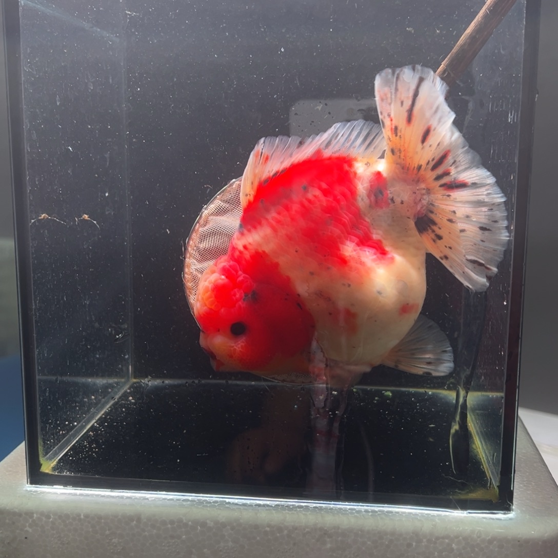 金鱼开衩042。   999999999999