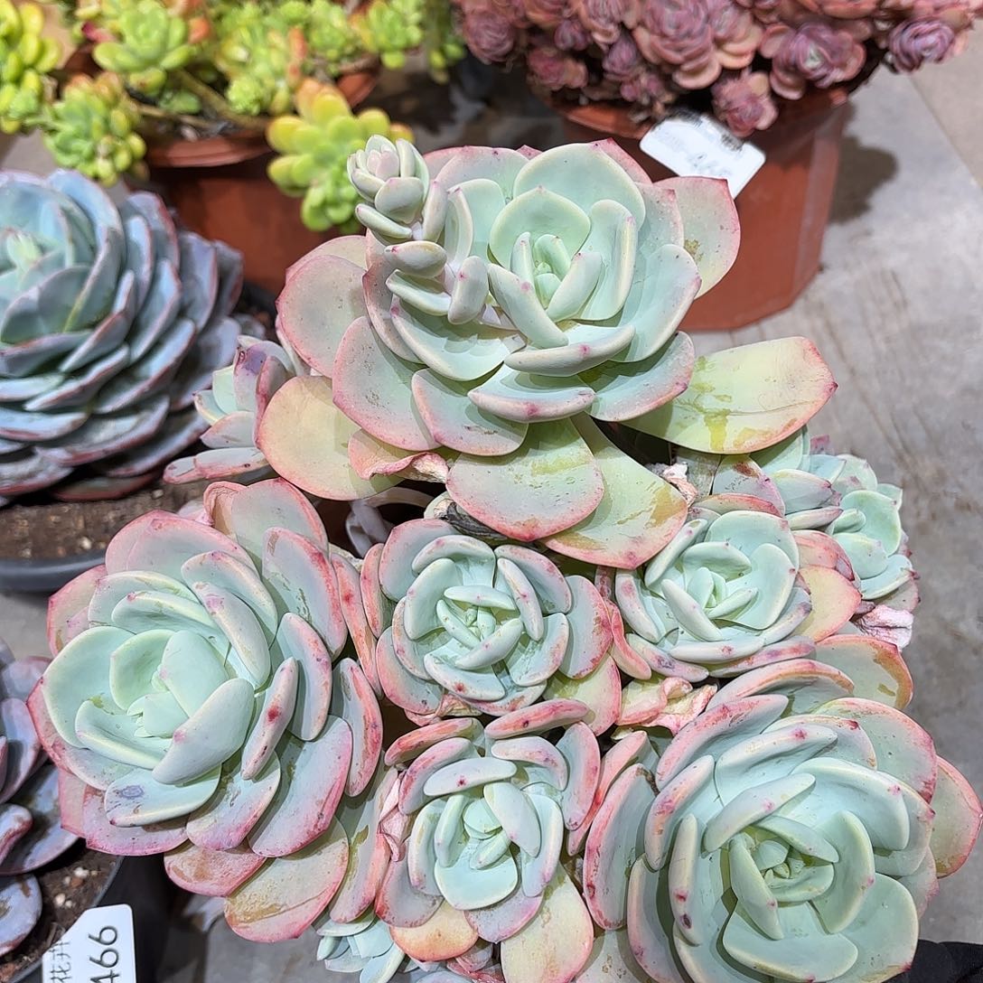 同温层多肉白月光467