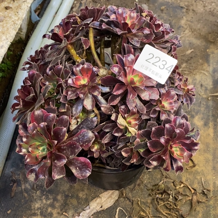 美杜莎多肉断头不包2234