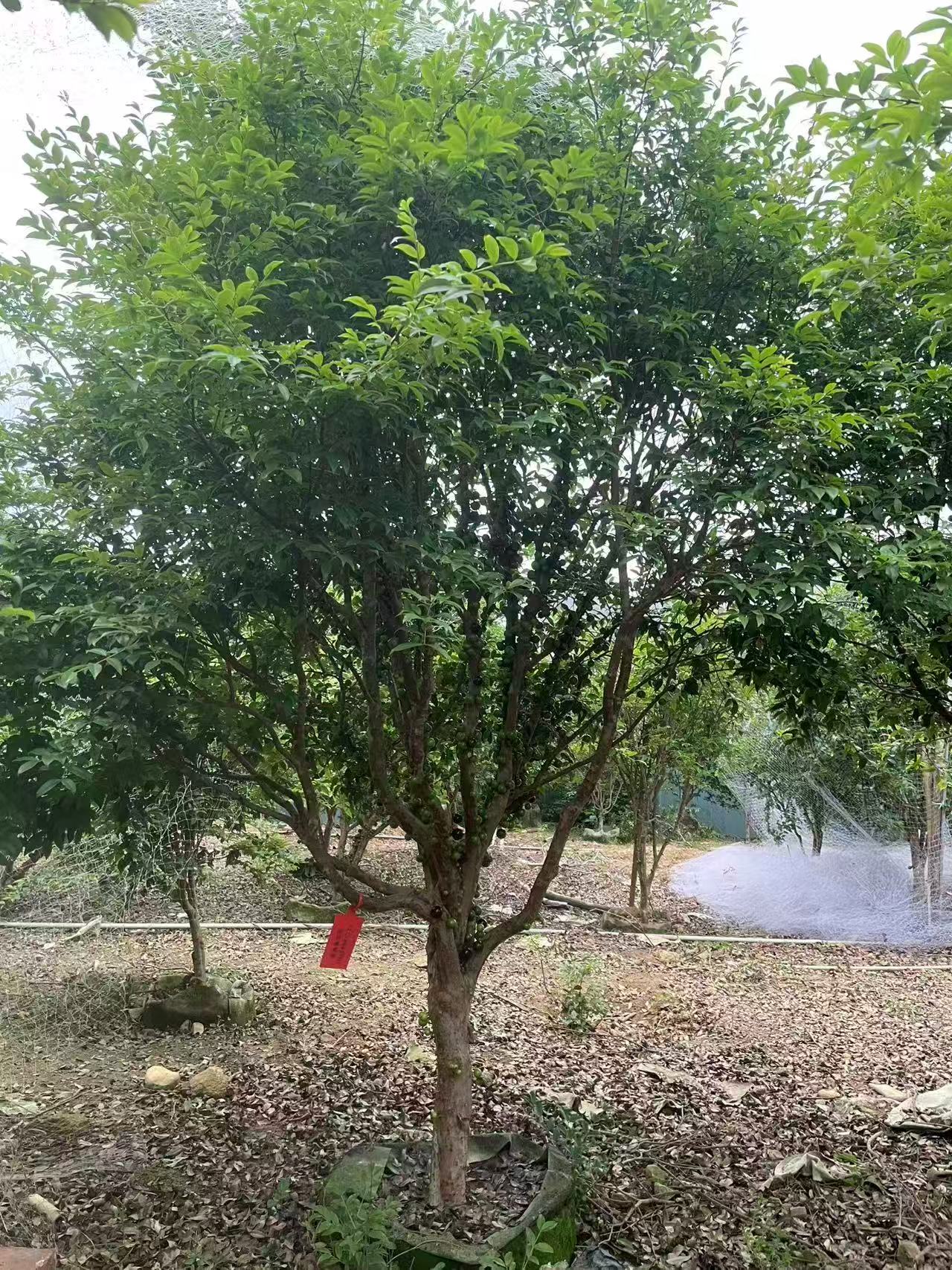 庭院景观树/盆景大树