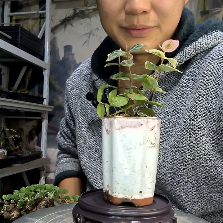 幸***安中青园艺一物一拍花219