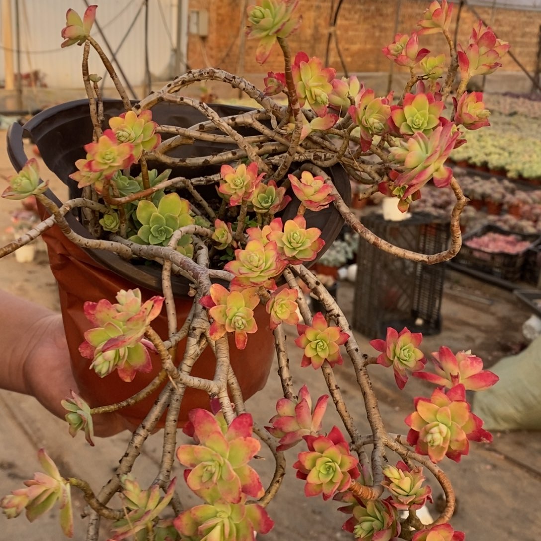 清扬薄化妆大盆飘枝老桩