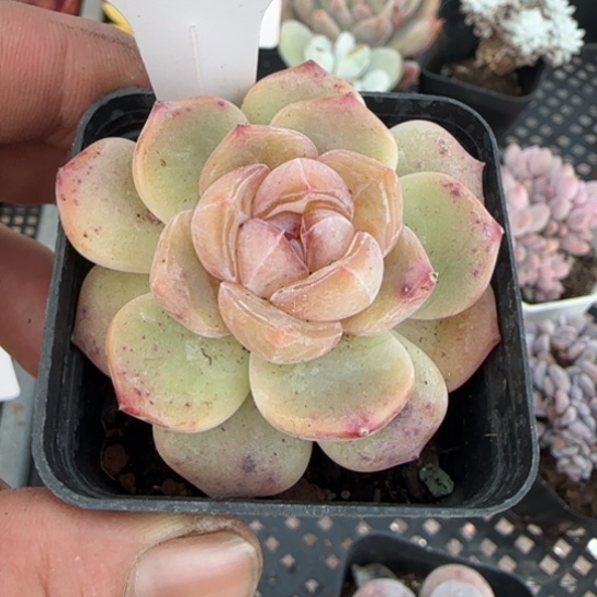 225新品一物一拍多肉