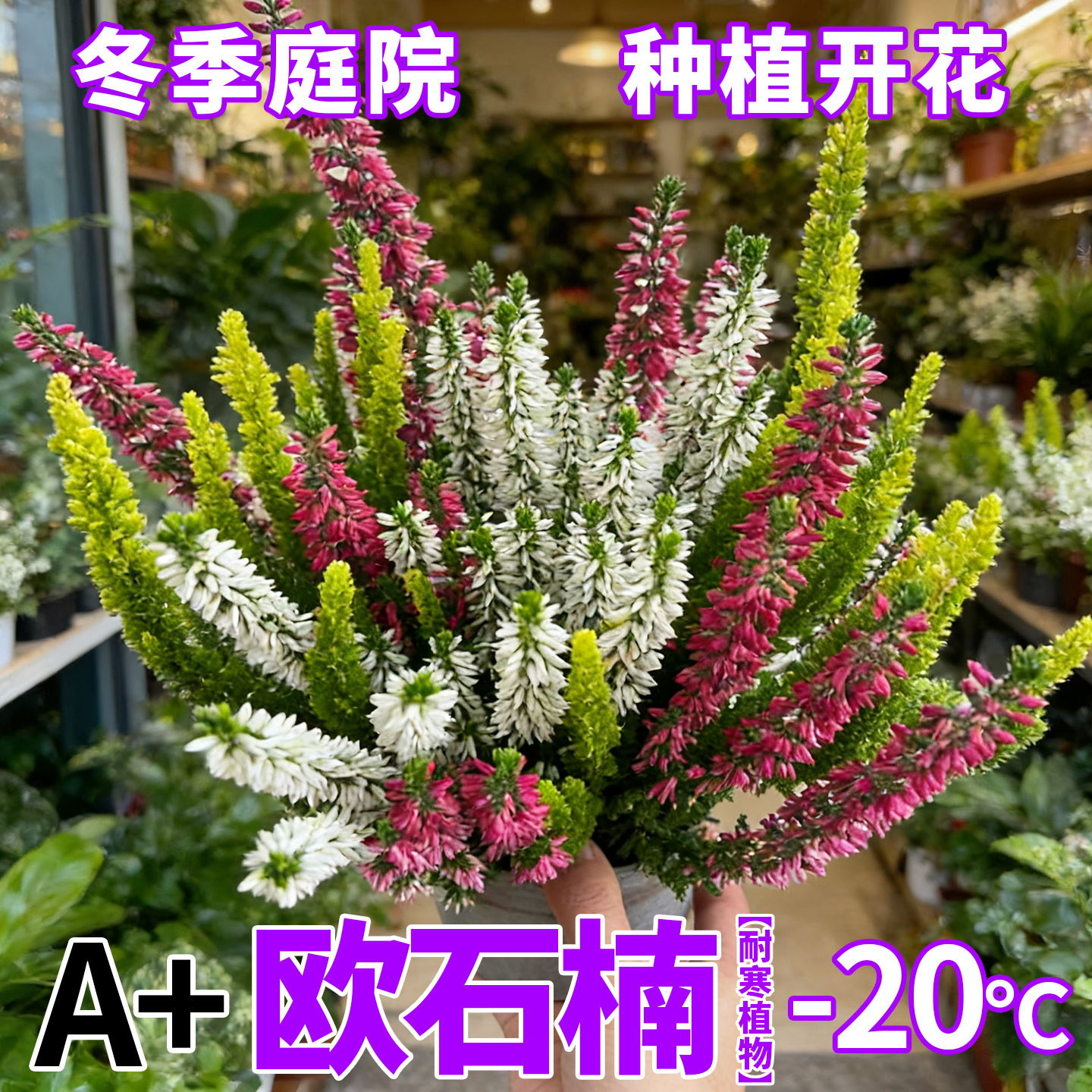 彩色欧石楠盆栽花苗庭院阳台耐寒耐热花卉多年生易养护观花植物