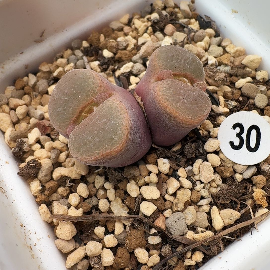 多肉植物福利清盒30