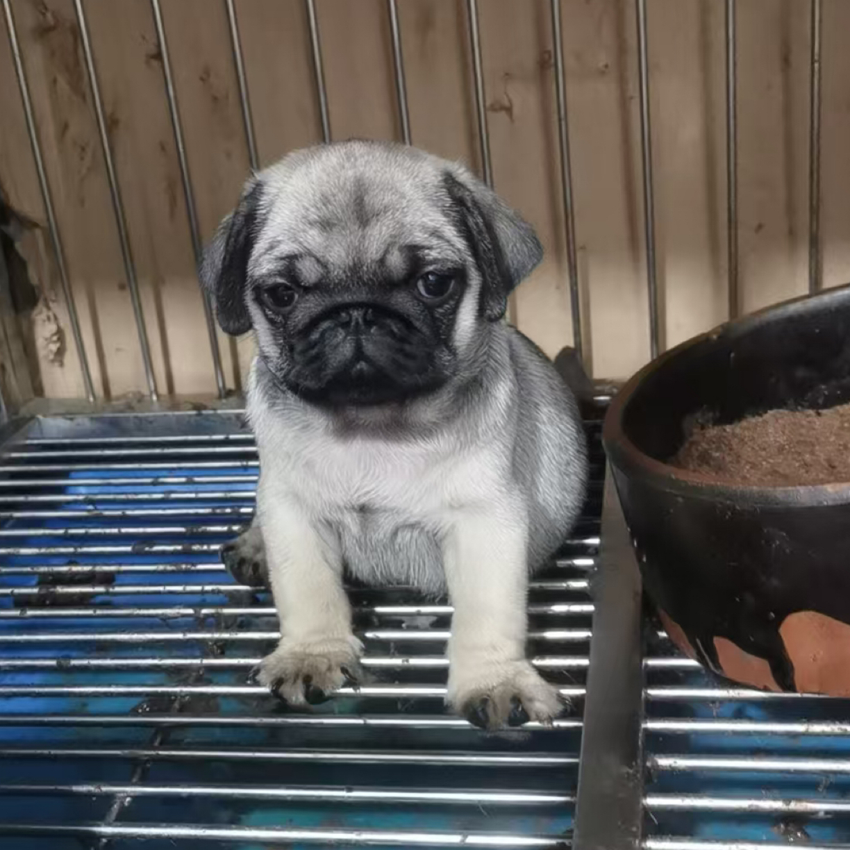 巴哥犬短毛迷你八哥幼犬便宜黑脸巴哥幼犬憨厚型小型宠物狗