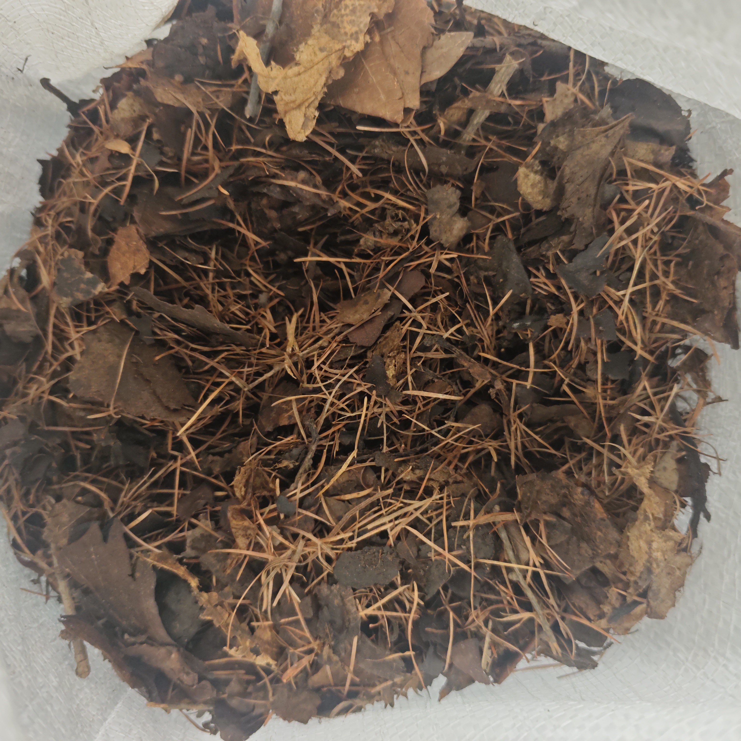 长白山腐叶土加松针，花土链接，一物一拍