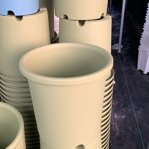 红陶7加果绿无托微瑕3个