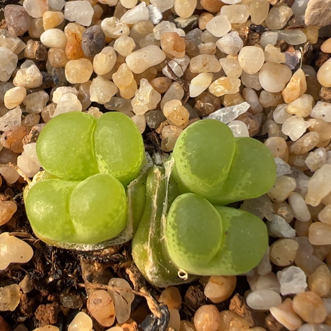 13多肉植物百科大眼睛1453.81