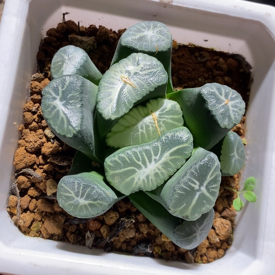 25329。 大万象。   