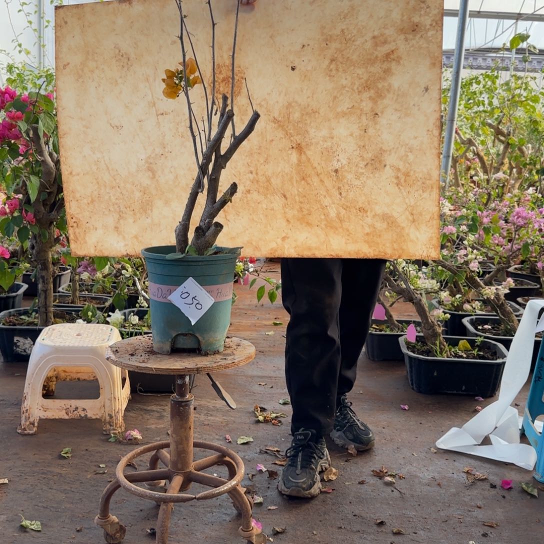 大部分开放少量花苞柠檬黄 050脱