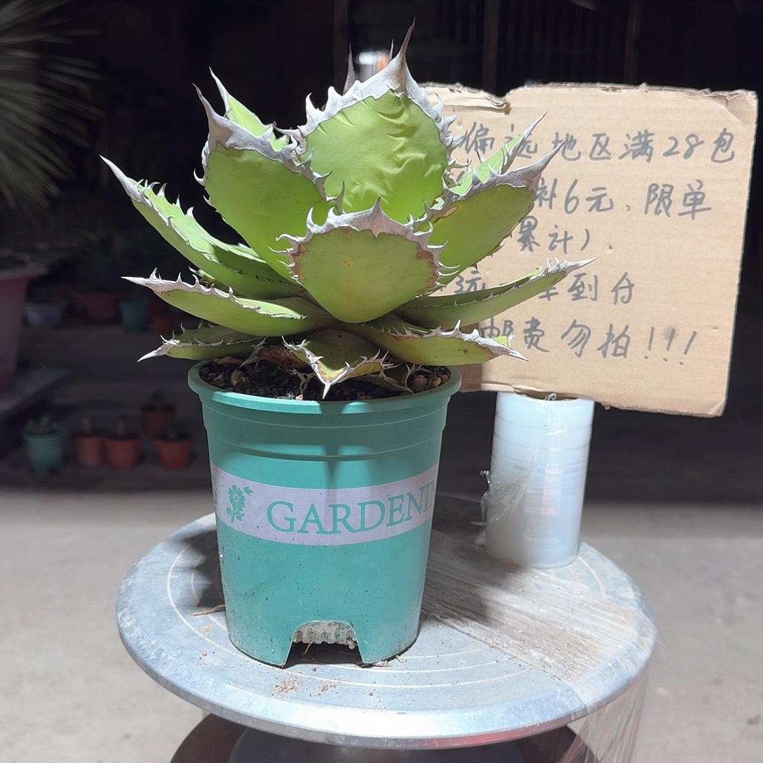 黑火焰仁王冠龙舌兰