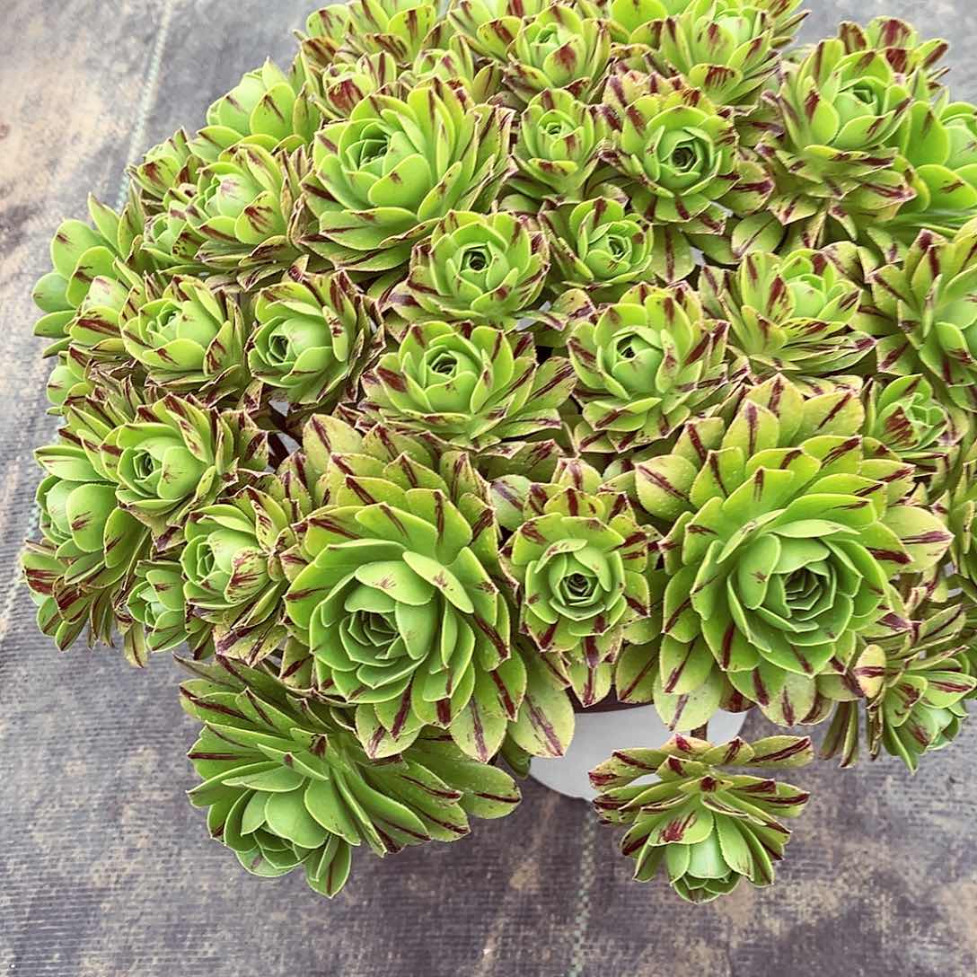 碧火法师多肉植物