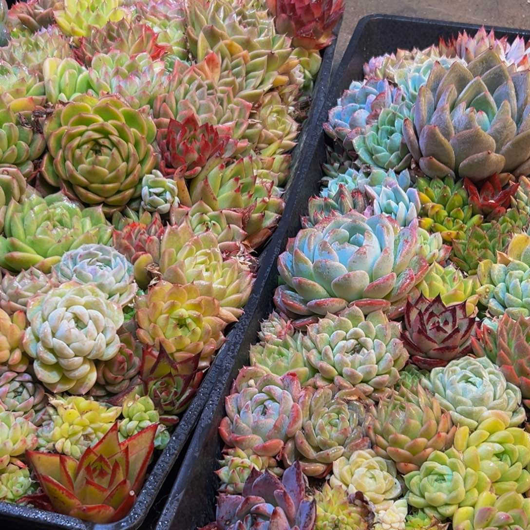 光***A377多肉葡萄的味道