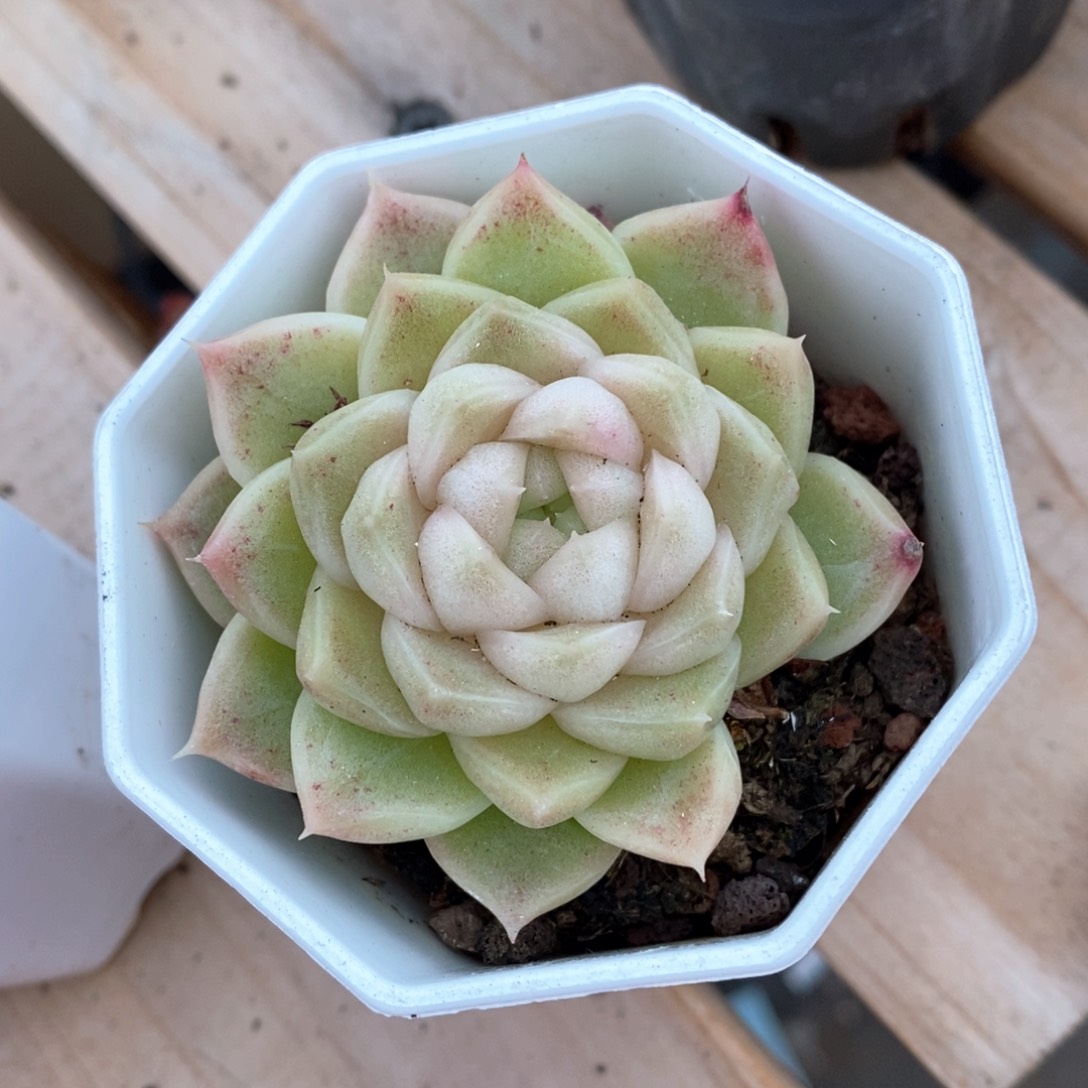 精品多肉一物一拍不包整321