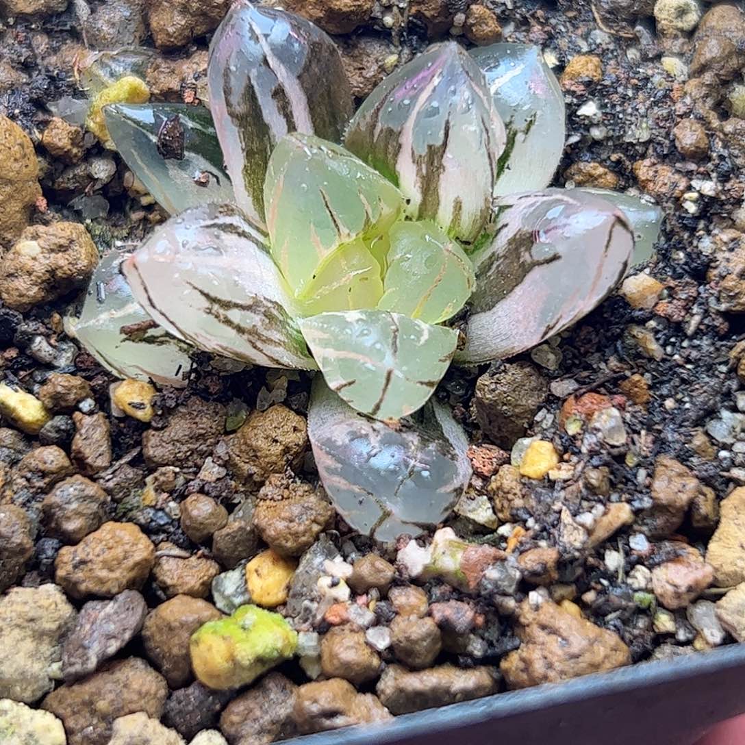 水晶锦十二卷多肉植物
