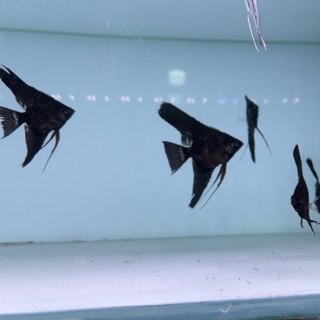 稀有黑魔鬼 墨燕   热带淡水鱼皮实耐活温顺白搭