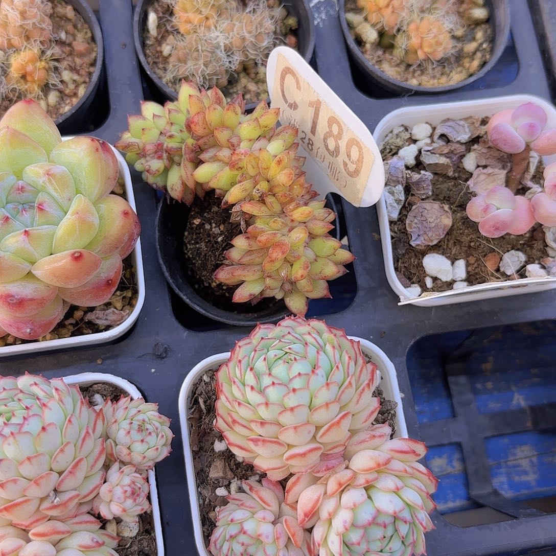 C189赛纶缀一物一拍