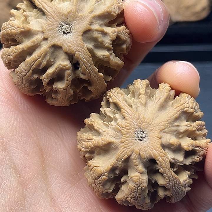 苏****木质类秦岭突突突突突