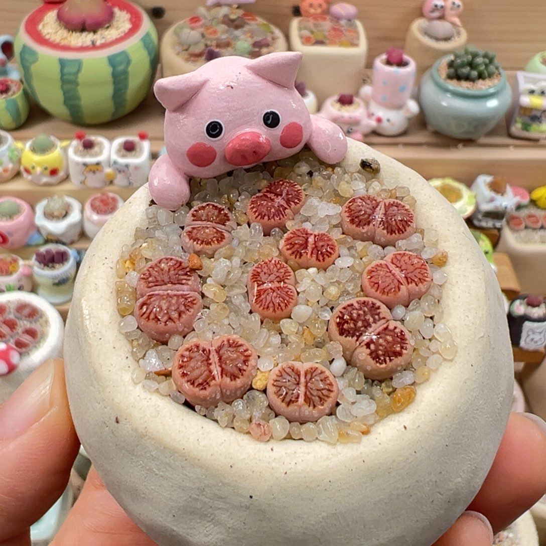 多肉植物26号粉菊