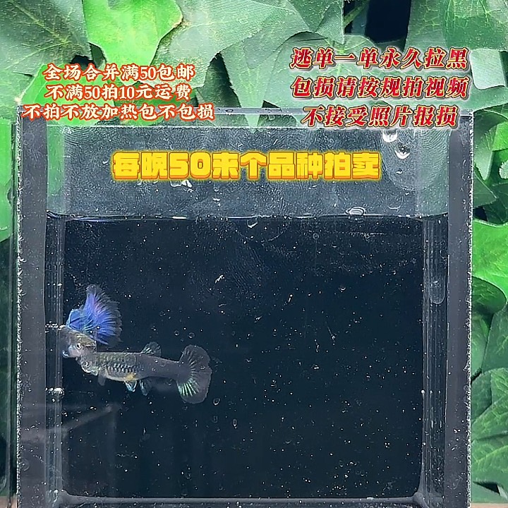 孔雀鱼半月尾紫礼服