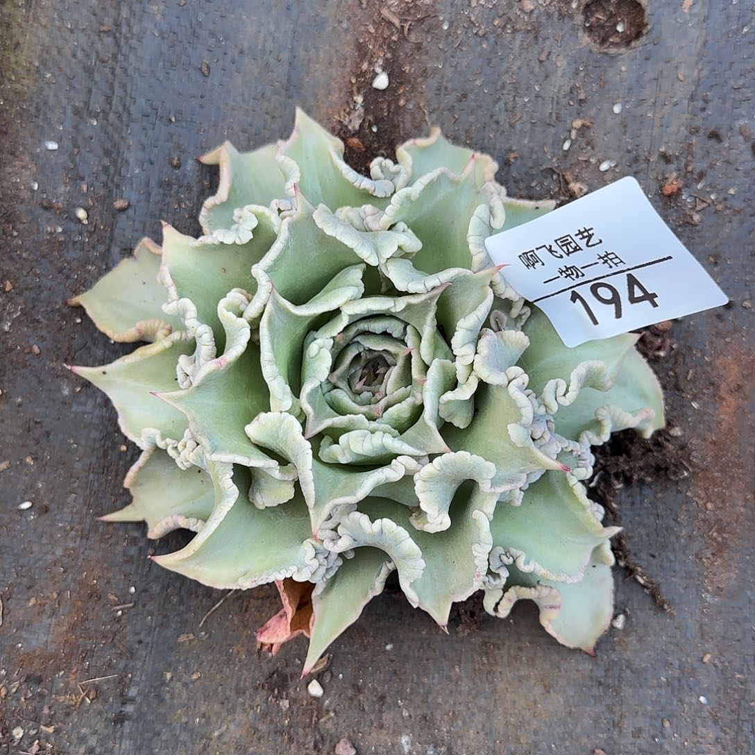 194多肉 饺子皮多肉