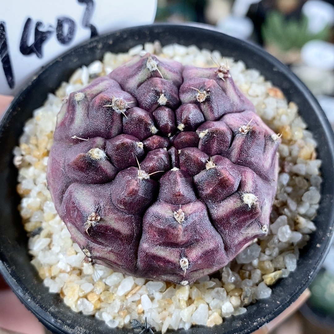 403号紫皮梦想4.7cm