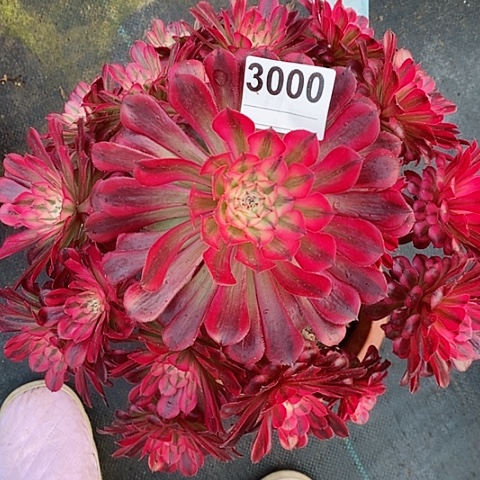 红陶3000红铜白妖多肉 