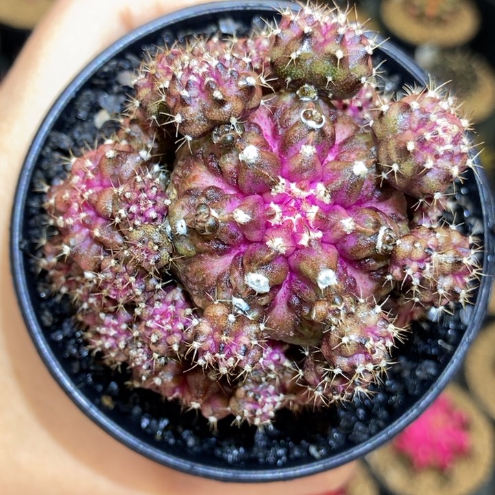 粉海神群 手捧花