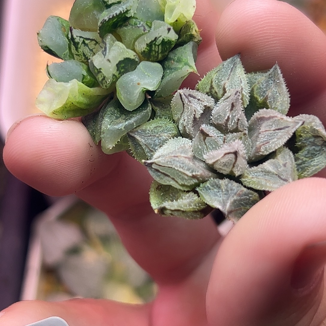 超值组合十二卷多肉833