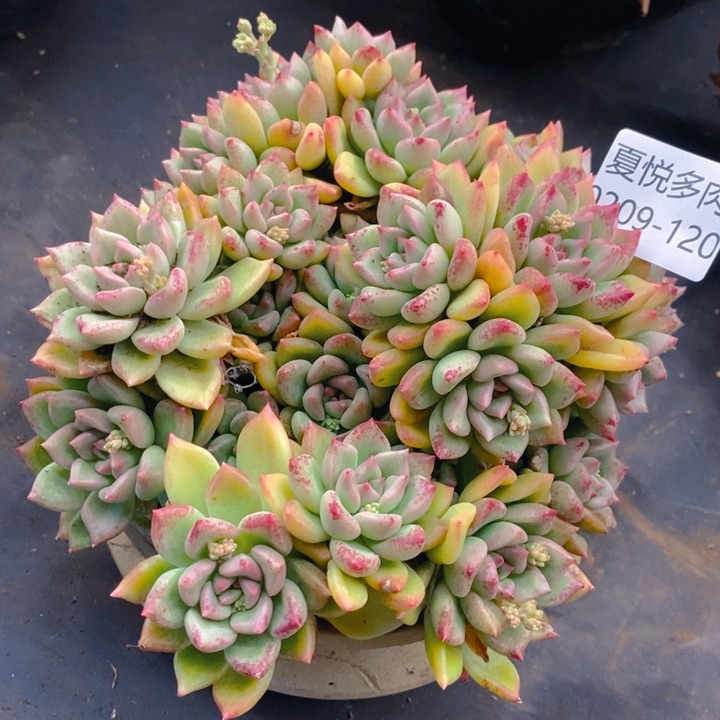 夏悦多肉0209-120璀璨
