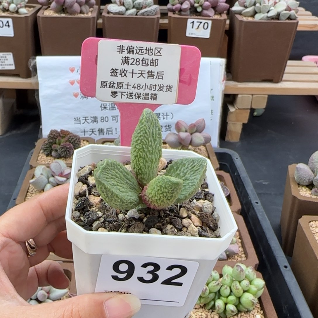 P***0932实生多肉的植物