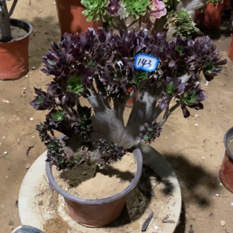 黑法师缀一物一拍