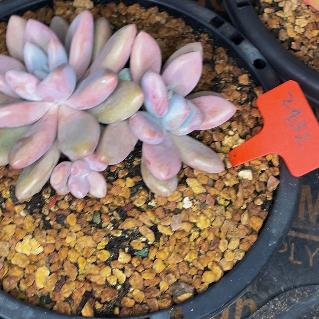 2432号晚上多肉植物群生多肉