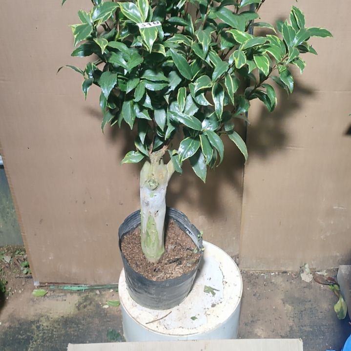 310金边十八，原盆原土发货，不包邮