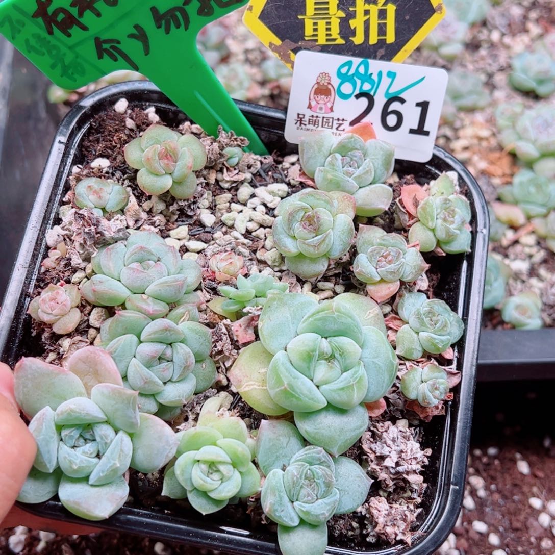 多肉植物多肉植物