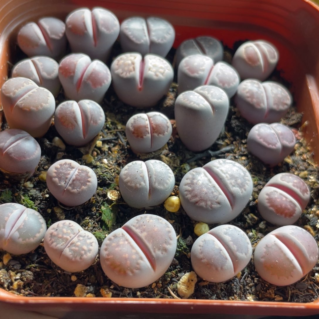 大盆特价一物一拍～17